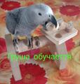 Жако птенцы говорящие выкормыши от заводчика