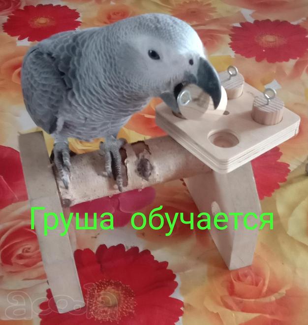 Жако птенцы говорящие выкормыши от заводчика